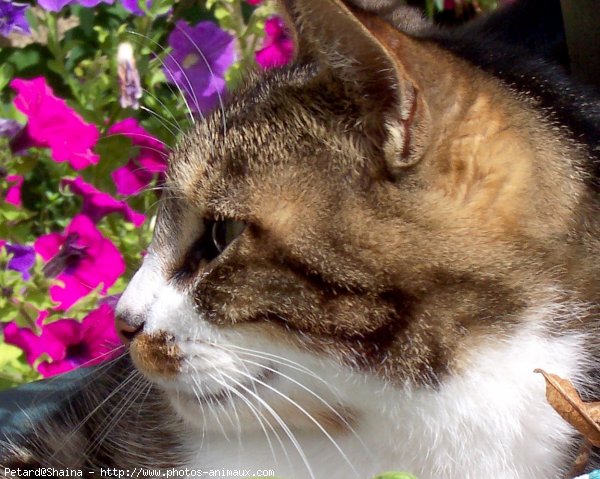 Photo de Chat domestique