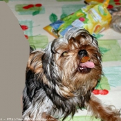 Photo de Yorkshire terrier