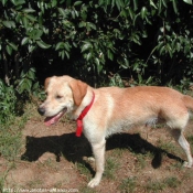 Photo de Labrador retriever