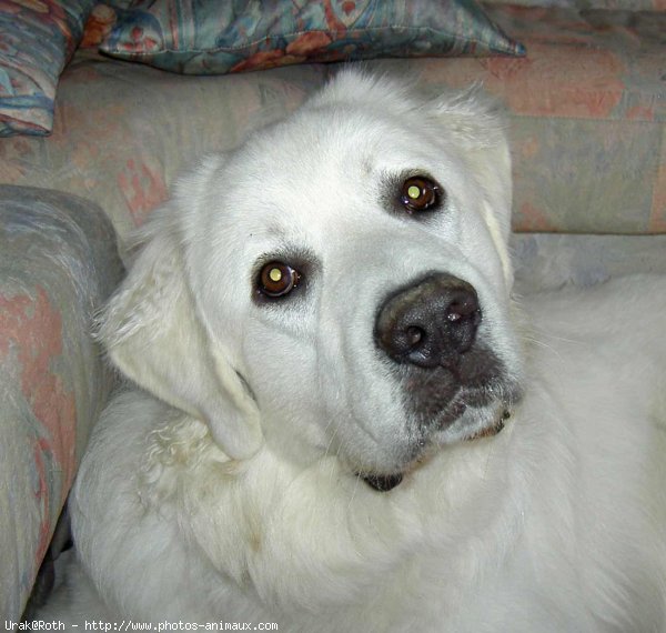 Photo de Chien de berger des tatras