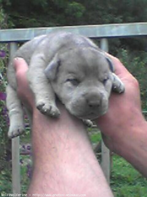 Photo de Chien-loup de saarloos