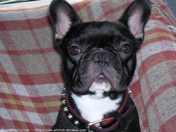 Photo de Bouledogue franais