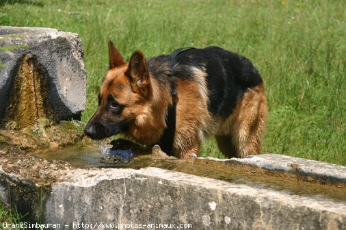 Photo de Berger allemand  poil court