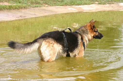 Photo de Berger allemand  poil court