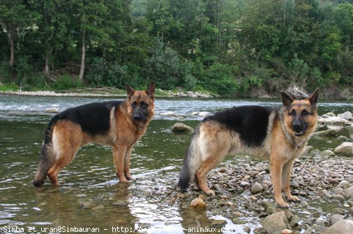 Photo de Berger allemand  poil court