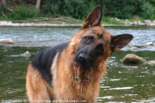 Photo de Berger allemand  poil court