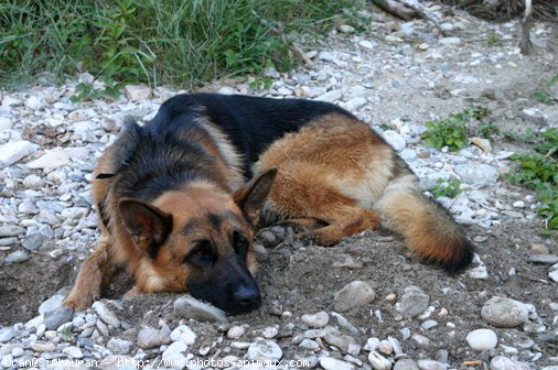 Photo de Berger allemand  poil court