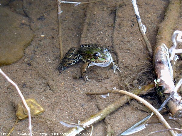 Photo de Grenouille