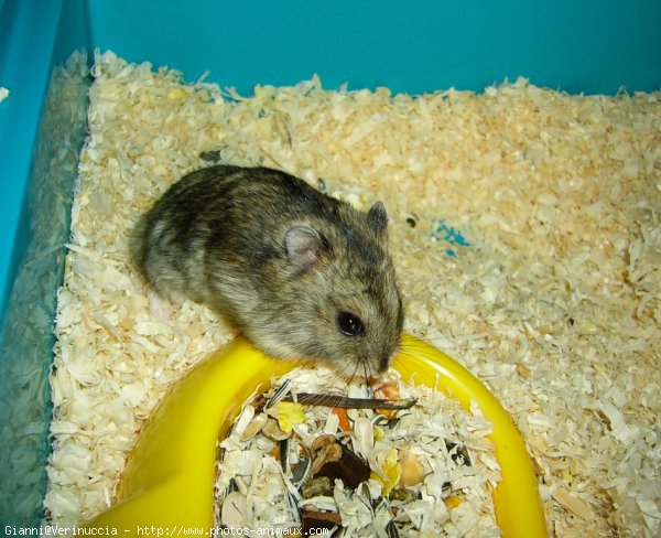 Photo de Hamster