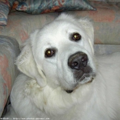 Photo de Chien de berger des tatras