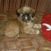 Photo de Shih tzu