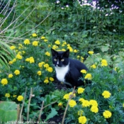 Photo de Chat domestique