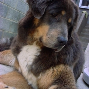 Photo de Dogue du tibet