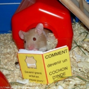 Photo de Hamster