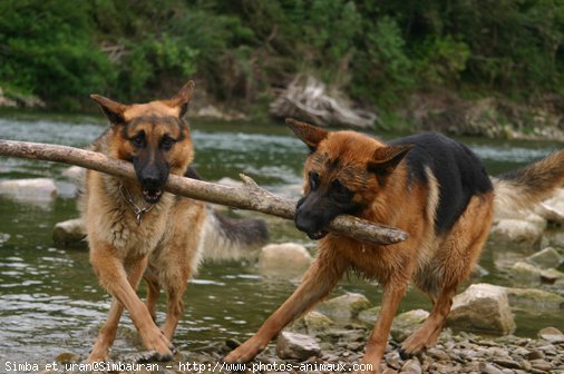 Photo de Berger allemand  poil court