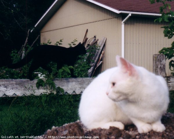 Photo de Chat domestique