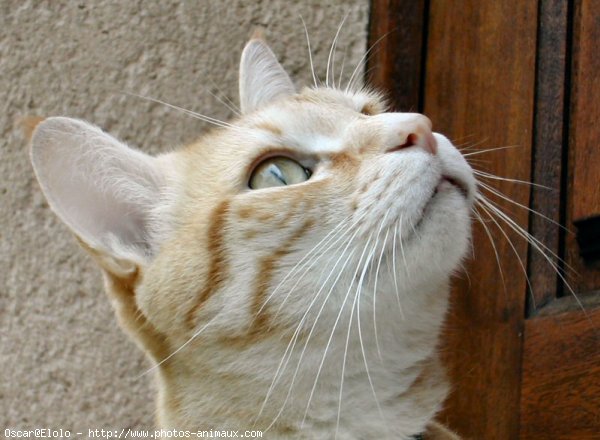 Photo de Chat domestique