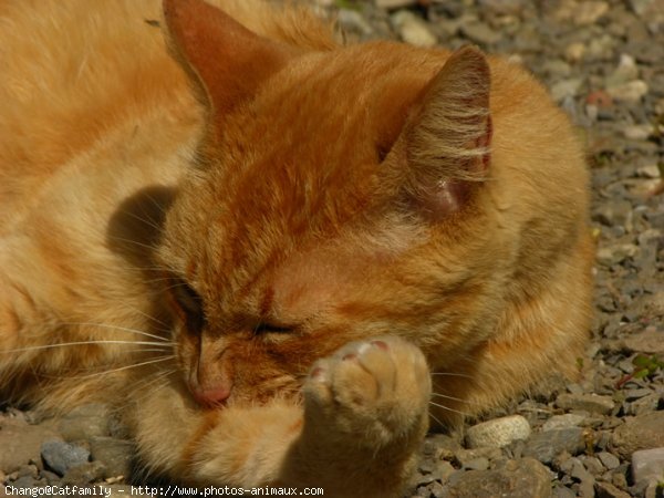 Photo d'European shorthair