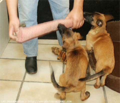 Photo de Berger belge malinois