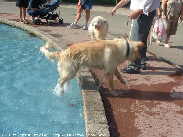 Photo de Golden retriever