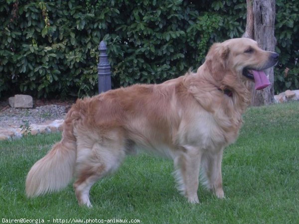 Photo de Golden retriever