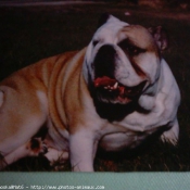 Photo de Bulldog