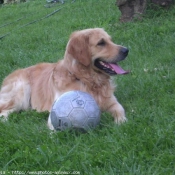 Photo de Golden retriever