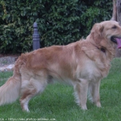 Photo de Golden retriever