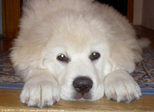 Photo de Chien de berger des tatras