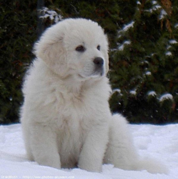 Photo de Chien de berger des tatras