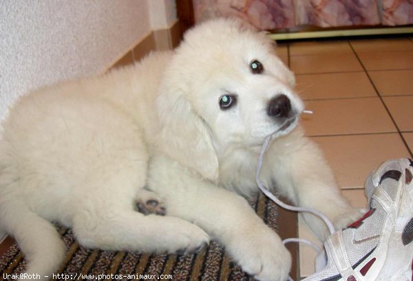 Photo de Chien de berger des tatras