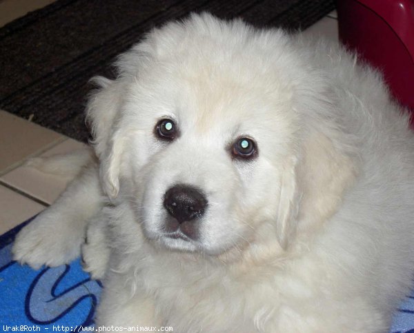 Photo de Chien de berger des tatras