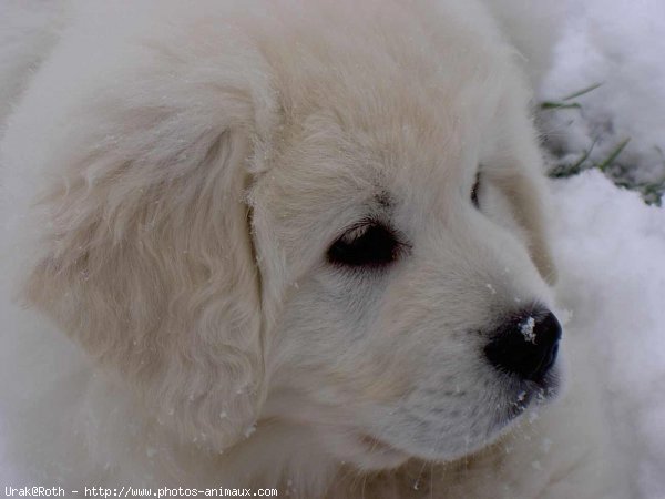 Photo de Chien de berger des tatras