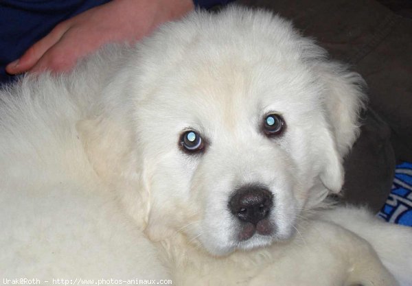 Photo de Chien de berger des tatras