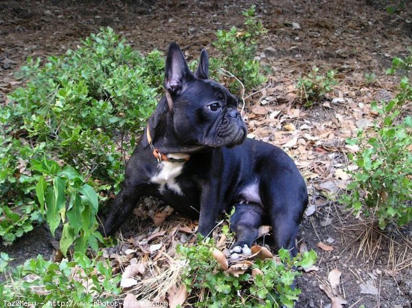 Photo de Bouledogue franais