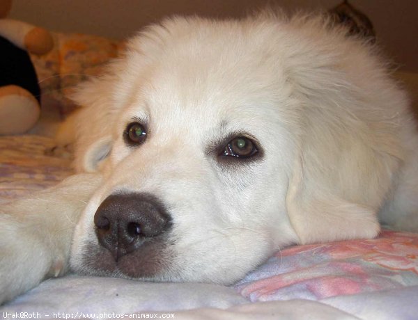 Photo de Chien de berger des tatras