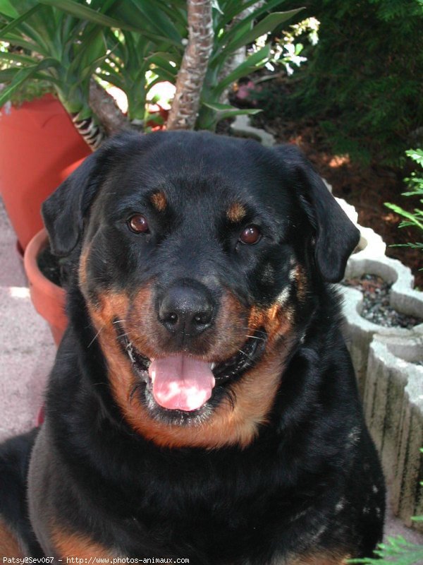 Photo de Rottweiler