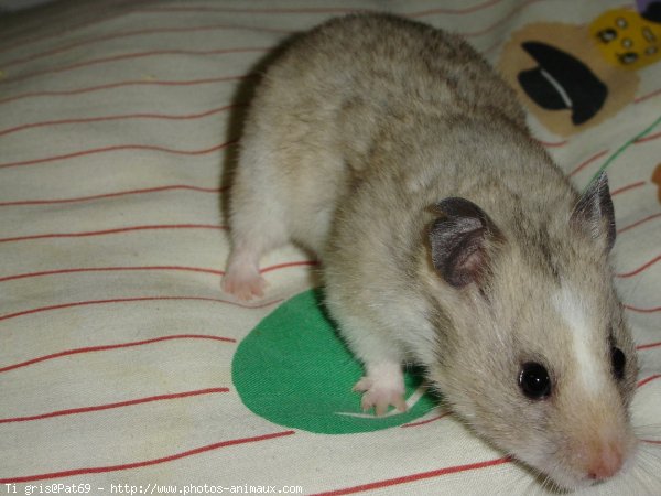 Photo de Hamster