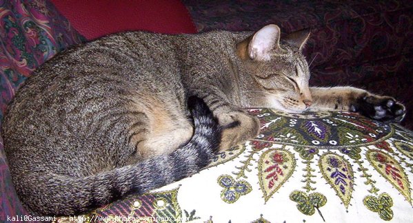 Photo d'Ocicat