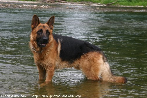 Photo de Berger allemand  poil court