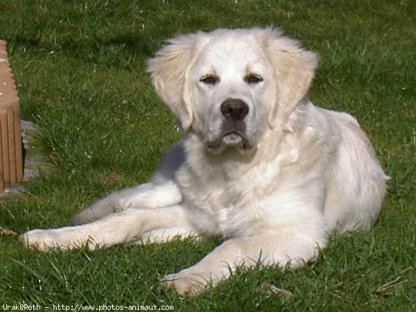 Photo de Chien de berger des tatras