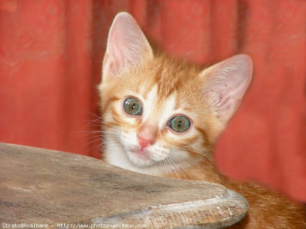 Photo de Chat domestique