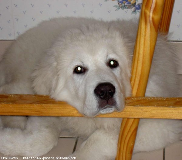 Photo de Chien de berger des tatras