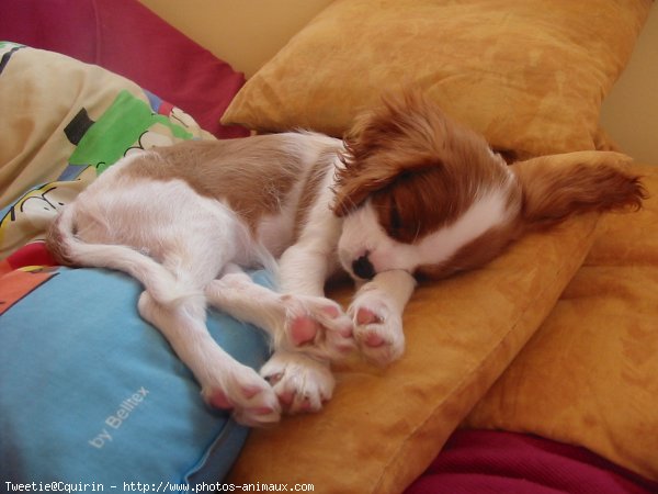 Photo de Cavalier king charles spaniel