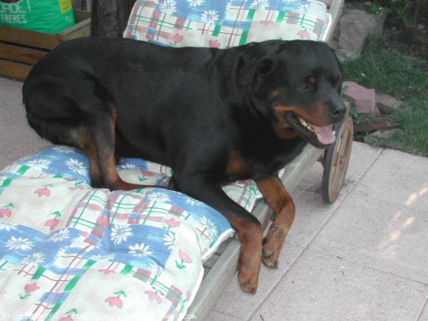 Photo de Rottweiler