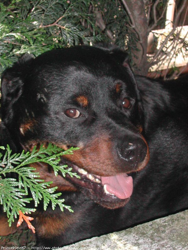 Photo de Rottweiler