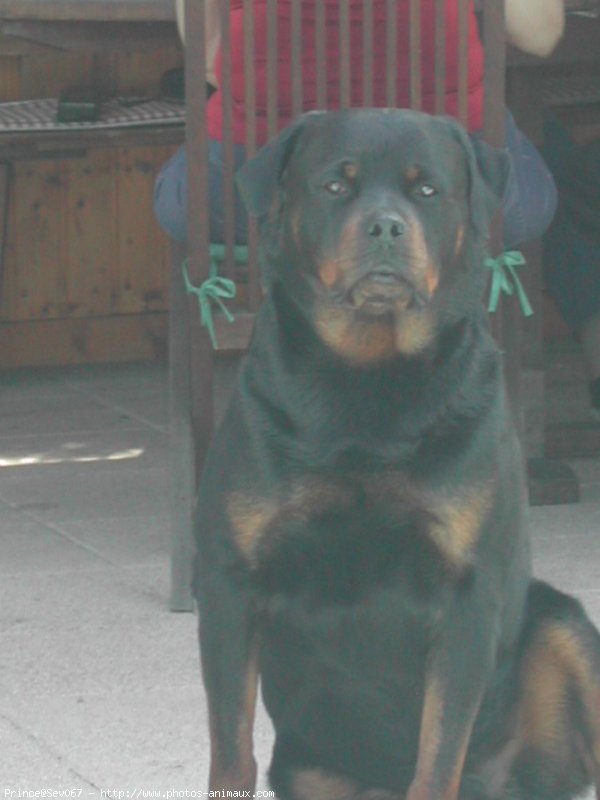 Photo de Rottweiler