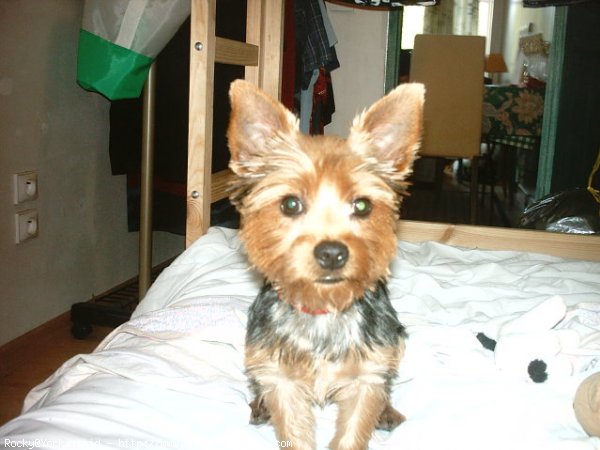 Photo de Yorkshire terrier