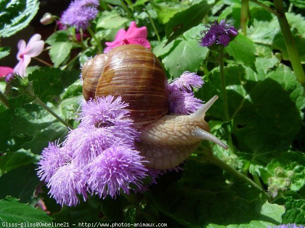 Photo d'Escargot