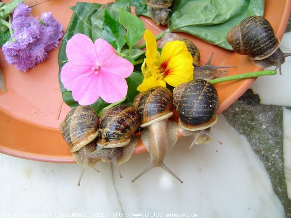 Photo d'Escargot